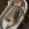 Newborn set of 2 rompers with feet